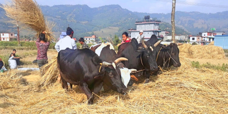 फाइल तस्बिर