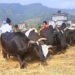 फाइल तस्बिर