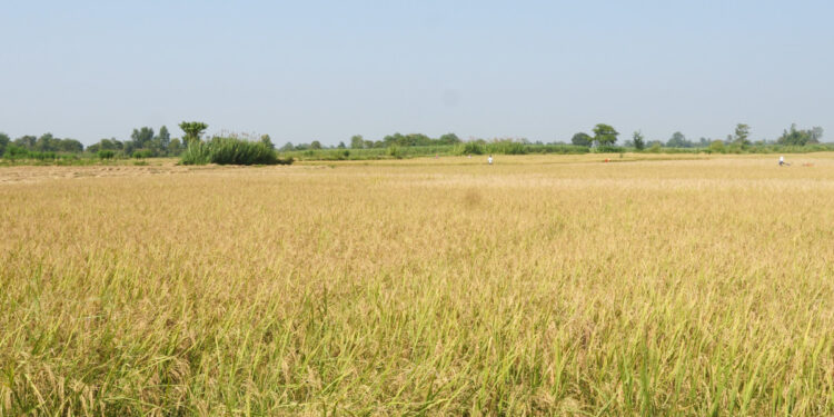 बाढी बीमामा किसानको आकर्षण बढ्दो: जलमापन केन्द्रमा जल सतह बढ्ने बित्तिकै किसानको खातामा पैसा