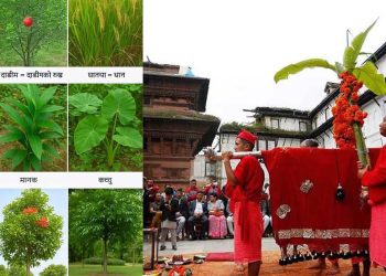 बडादशैँको फूलपातीमा किन गरिन्छ नौ प्रकारका वनस्पतिको पूजा?