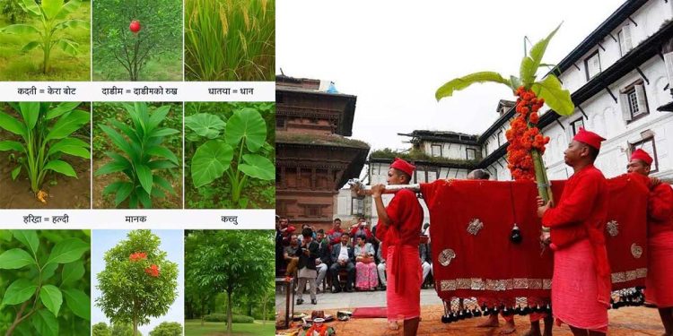 बडादशैँको फूलपातीमा किन गरिन्छ नौ प्रकारका वनस्पतिको पूजा?